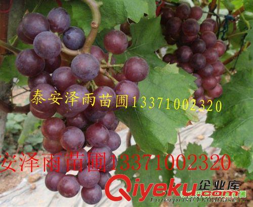 2年生葡萄苗哪里有 占地【葡萄苗】哪里有 巨峰葡萄苗基地