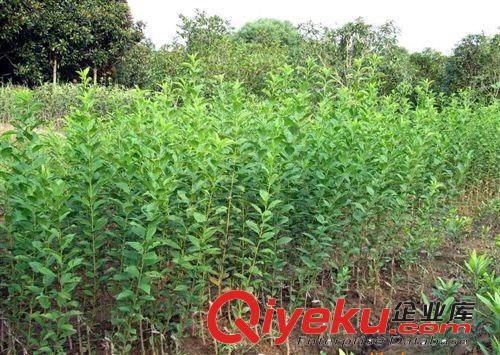 專業(yè)批發(fā)櫻花樹苗 規(guī)格全 綠化樹苗圖片 優(yōu)質(zhì)櫻花樹苗原始圖片3
