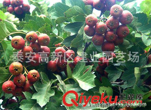長期批發(fā)供應(yīng)山楂苗￥大金星山楂樹苗￥甜紅大山楂樹苗原始圖片2