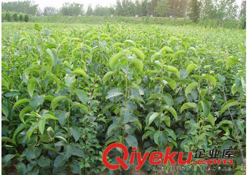 大量供應(yīng)無蟲嫁接梨樹苗%優(yōu)質(zhì)梨樹苗&品種正宗的梨樹苗原始圖片3