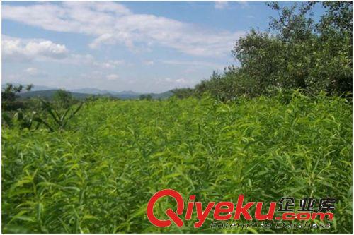 大量供應(yīng)無蟲嫁接梨樹苗%優(yōu)質(zhì)梨樹苗&品種正宗的梨樹苗