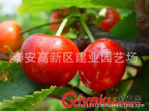 批發核桃樹苗 核桃苗 8518 高產早熟生長快核桃苗 果樹苗木