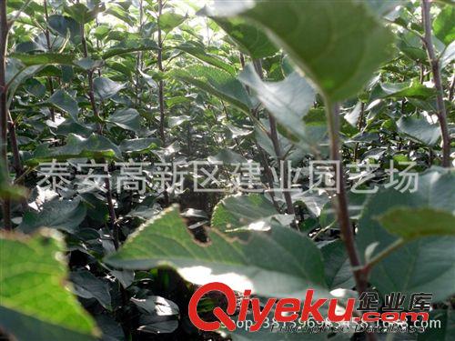 冬天批發梨樹苗的價格，雪花梨苗的優質品種，梨苗的種植基地原始圖片2