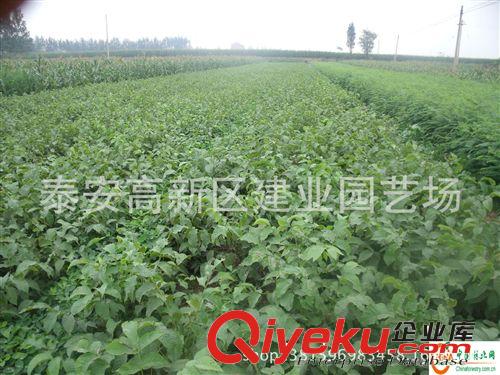 冬天批發梨樹苗的價格，雪花梨苗的優質品種，梨苗的種植基地原始圖片3