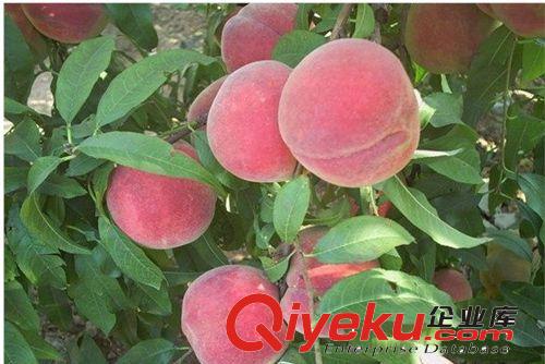 泰安{zd0}的山楂苗基地￥產(chǎn)量多的山楂樹(shù)苗￥2013年山楂苗圖片