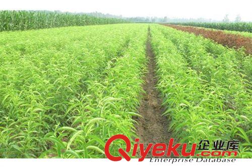 泰安2-6公分占地桃樹苗 今年桃樹苗批發價格 建業桃樹苗熱銷中原始圖片2