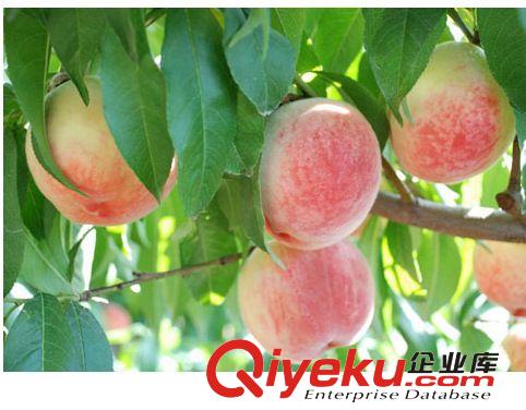 泰安2-6公分占地桃樹苗 今年桃樹苗批發價格 建業桃樹苗熱銷中原始圖片3