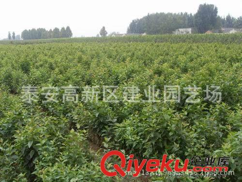 買櫻桃苗就到建業(yè)|直銷矮化櫻桃苗|南方甜櫻桃桃樹苗|保質(zhì)量原始圖片2