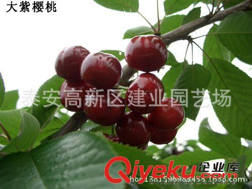 買櫻桃苗就到建業(yè)|直銷矮化櫻桃苗|南方甜櫻桃桃樹苗|保質(zhì)量原始圖片3