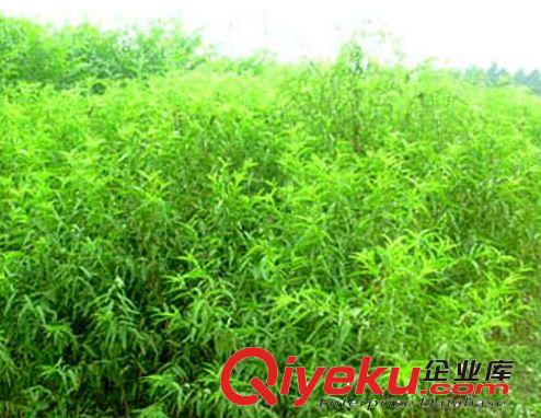 2公分以上的核桃樹苗占地苗#長(zhǎng)期供應(yīng)核桃樹苗#核桃樹苗專業(yè)培育原始圖片2