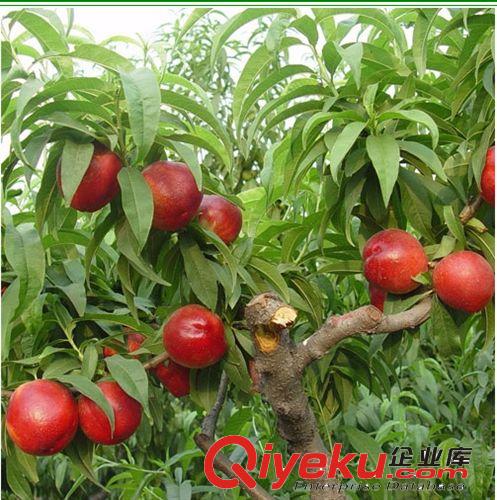 2公分以上的核桃樹苗占地苗#長(zhǎng)期供應(yīng)核桃樹苗#核桃樹苗專業(yè)培育原始圖片3