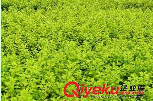 泰安扶芳藤&專業銷售扶芳藤￥60公分以上扶芳藤價格￥供應果樹苗
