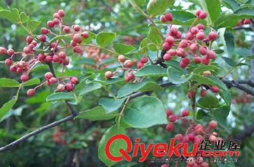 直銷大紅袍花椒苗 花椒苗木 品種純正 花椒樹(shù)苗 現(xiàn)貨原始圖片2