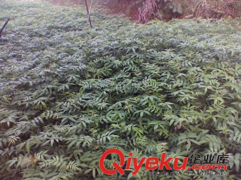 直銷大紅袍花椒苗 花椒苗木 品種純正 花椒樹(shù)苗 現(xiàn)貨原始圖片3