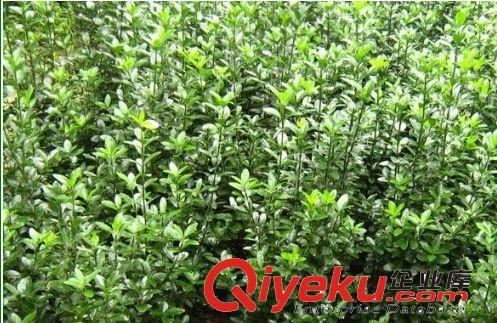 供應(yīng)冬青苗 冬青球 優(yōu)質(zhì)綠化苗木 綠化苗批發(fā)原始圖片2
