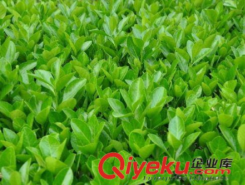 供應(yīng)冬青苗 冬青球 優(yōu)質(zhì)綠化苗木 綠化苗批發(fā)原始圖片3