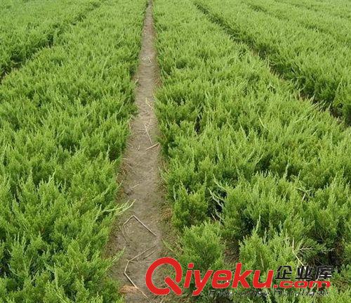 供應(yīng)冬青苗 冬青球 優(yōu)質(zhì)綠化苗木 綠化苗批發(fā)