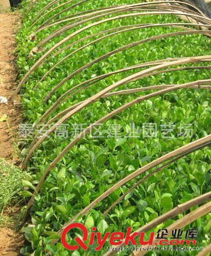 供應(yīng)冬青苗 冬青小苗價格圖片 建業(yè)冬青苗育苗基地 綠化苗基地