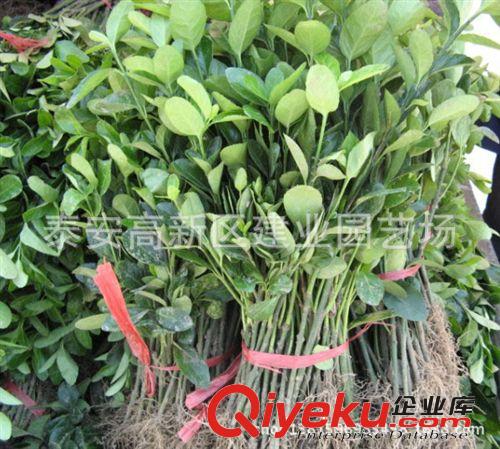 供應(yīng)冬青苗 冬青小苗價格圖片 建業(yè)冬青苗育苗基地 綠化苗基地原始圖片2