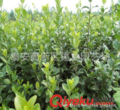 供應(yīng)冬青苗 冬青小苗價格圖片 建業(yè)冬青苗育苗基地 綠化苗基地原始圖片3
