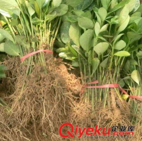 供應(yīng)冬青苗 冬青小苗價格圖片 建業(yè)冬青苗育苗基地 綠化苗基地