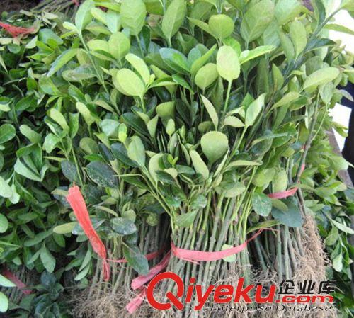 長期供應(yīng)榆葉梅 園林綠化就用榆葉梅苗 觀賞價(jià)值高