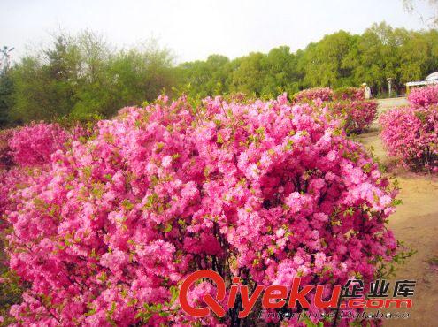 長期供應(yīng)榆葉梅 園林綠化就用榆葉梅苗 觀賞價(jià)值高原始圖片2