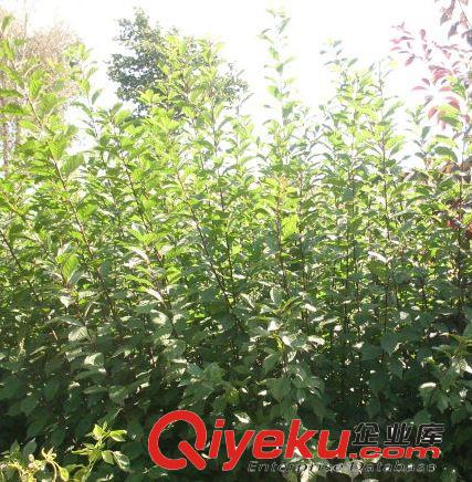 長期供應(yīng)榆葉梅 園林綠化就用榆葉梅苗 觀賞價(jià)值高原始圖片3
