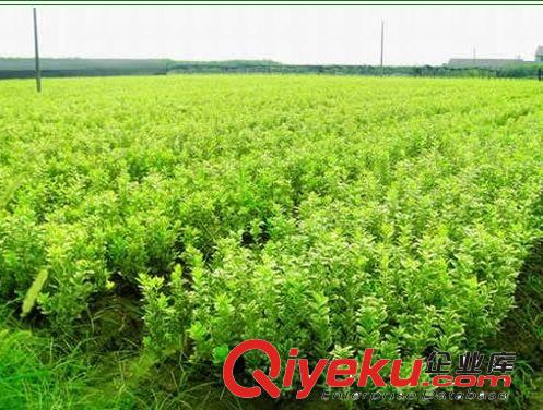 直銷龍柏小苗 龍柏價格 龍柏多少錢一棵