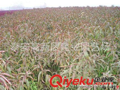 供應(yīng)紅葉碧桃￥價格低 品種純 廠家實(shí)地低價出售紅葉碧桃原始圖片3