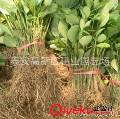 廠家批發直銷百日紅 2-10公分百日紅 榆葉梅價格圖片