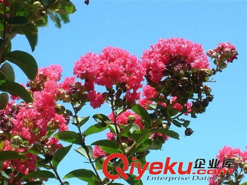 園林觀賞西府海棠 山東泰安產家直銷