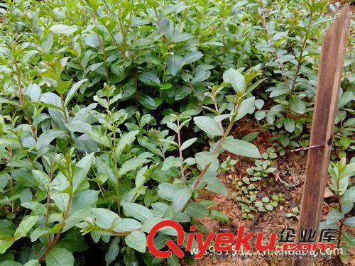 廠家批發直銷百日紅 2-10公分百日紅 榆葉梅價格圖片原始圖片2