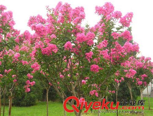 廠家批發直銷百日紅 2-10公分百日紅 榆葉梅價格圖片原始圖片3