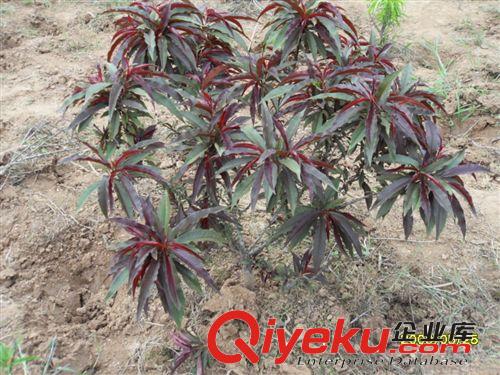 常年熱銷紫葉矮櫻小苗 紫葉矮櫻批發(fā)基地 紫葉矮櫻多少錢一株