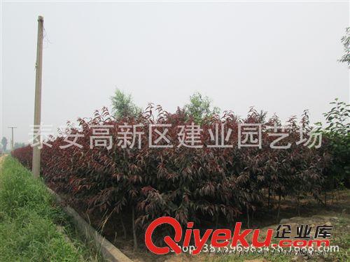 建業(yè)苗圃大量供應紅葉碧桃 龍柱碧桃 觀賞價值強 火爆{qg}！