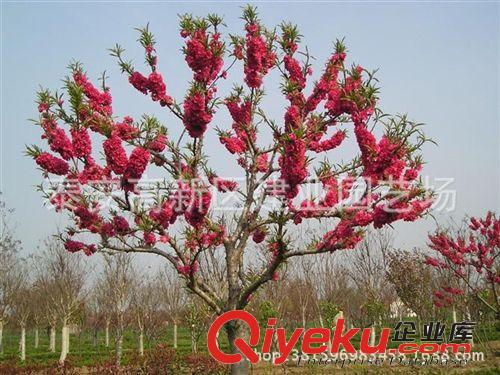 建業(yè)苗圃大量供應(yīng)紅葉碧桃 龍柱碧桃 觀賞價(jià)值強(qiáng) 火爆{qg}！