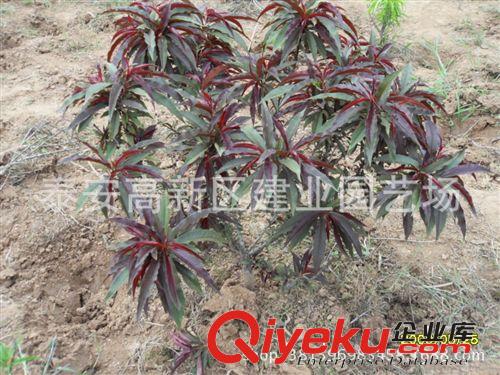 建業(yè)苗圃大量供應(yīng)紅葉碧桃 龍柱碧桃 觀賞價(jià)值強(qiáng) 火爆{qg}！