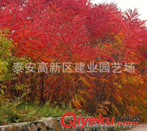 廠家基地直銷火炬小苗 一年生火炬小苗 丁香小苗 五角楓小苗