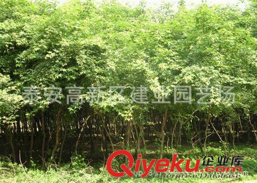 廠家基地直銷火炬小苗 一年生火炬小苗 丁香小苗 五角楓小苗