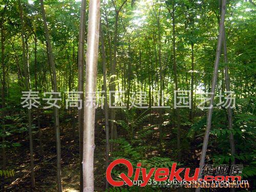 廠家基地直銷火炬小苗 一年生火炬小苗 丁香小苗 五角楓小苗