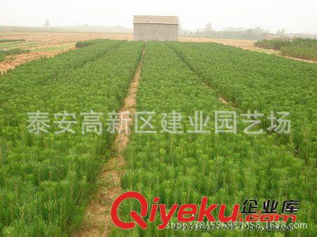 供應黑松小苗%黑松價格%泰安黑松￥建業(yè)黑松育苗中心