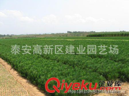 供應黑松小苗%黑松價格%泰安黑松￥建業黑松育苗中心原始圖片2