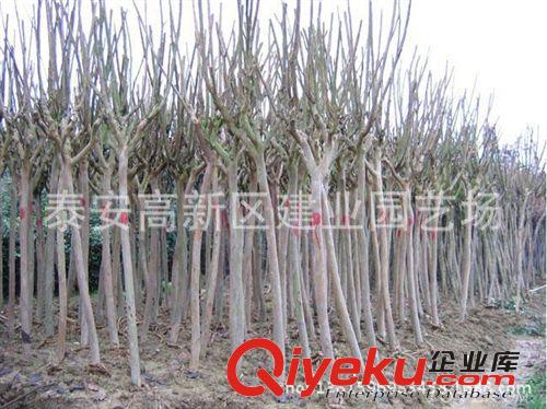 供應《百日紅》百日紅價格￥百日紅成活率高￥百日紅批發(fā)基地直銷