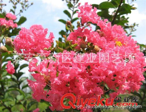 供應(yīng)《百日紅》百日紅價格￥百日紅成活率高￥百日紅批發(fā)基地直銷