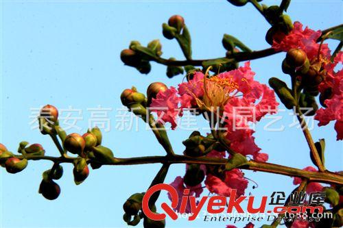 供應(yīng)《百日紅》百日紅價格￥百日紅成活率高￥百日紅批發(fā)基地直銷
