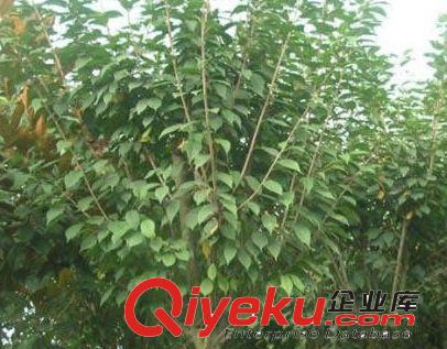 櫻花樹苗專業(yè)育苗基地&供應(yīng)櫻花樹苗%直銷優(yōu)種櫻花樹苗