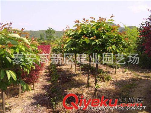 櫻花樹苗專業(yè)育苗基地&供應(yīng)櫻花樹苗%直銷優(yōu)種櫻花樹苗