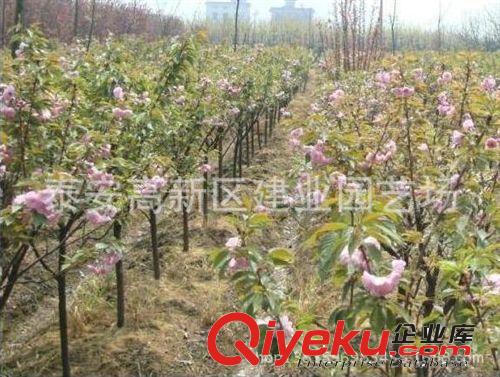櫻花多少錢一棵￥園林綠化{sx}櫻花樹苗￥泰安建業(yè)大量供應櫻花苗
