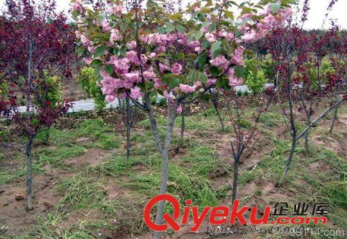 櫻花多少錢一棵￥園林綠化{sx}櫻花樹苗￥泰安建業大量供應櫻花苗